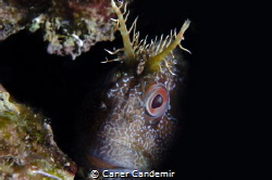 Blennius fluviatilis by Caner Candemir 